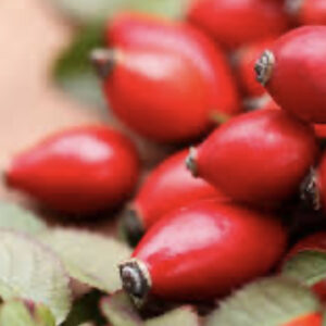 Rozenbottels (Rosa canina)