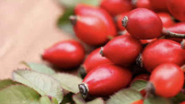 Rozenbottels (Rosa canina)