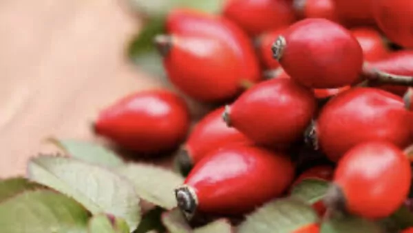 Rozenbottels (Rosa canina)